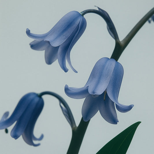 Bluebell Woods - Eau de Parfum