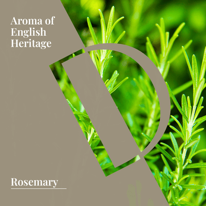 Fresh rosemary leaves highlighting aromatic English heritage, ideal for organic wellness grade rosemary essential oil.