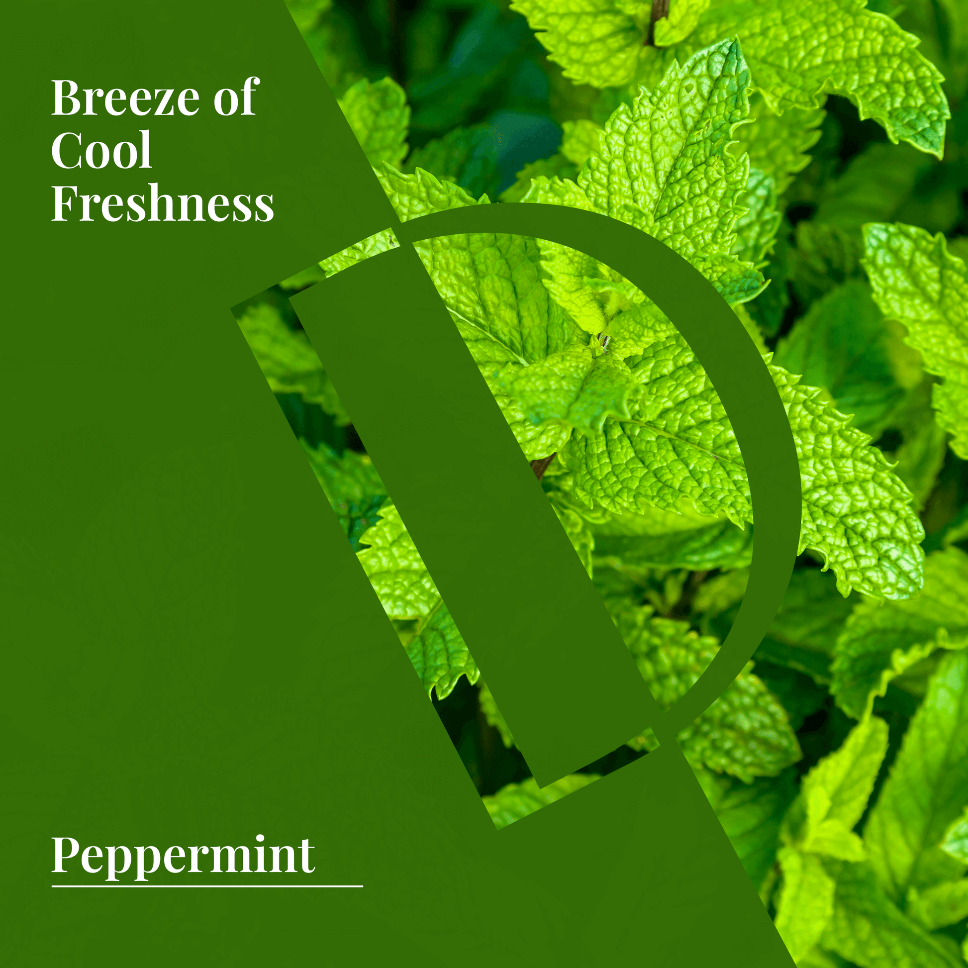 Peppermint leaves depicting refreshing coolness and invigoration for organic wellness essential oil products.