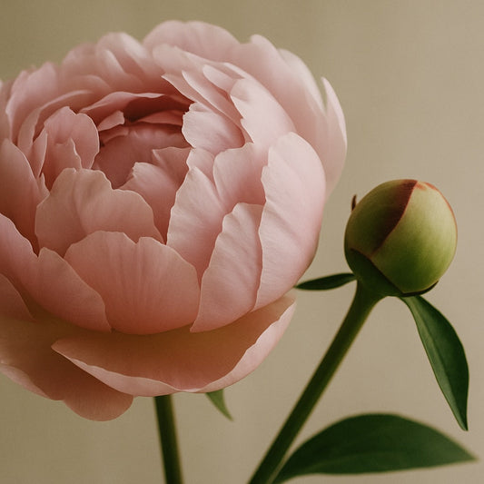 Blush Peony & Suede - Eau de Parfum